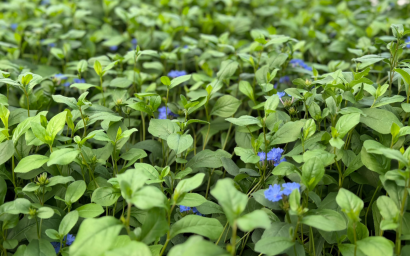 Ceratostigma plumbaginoides